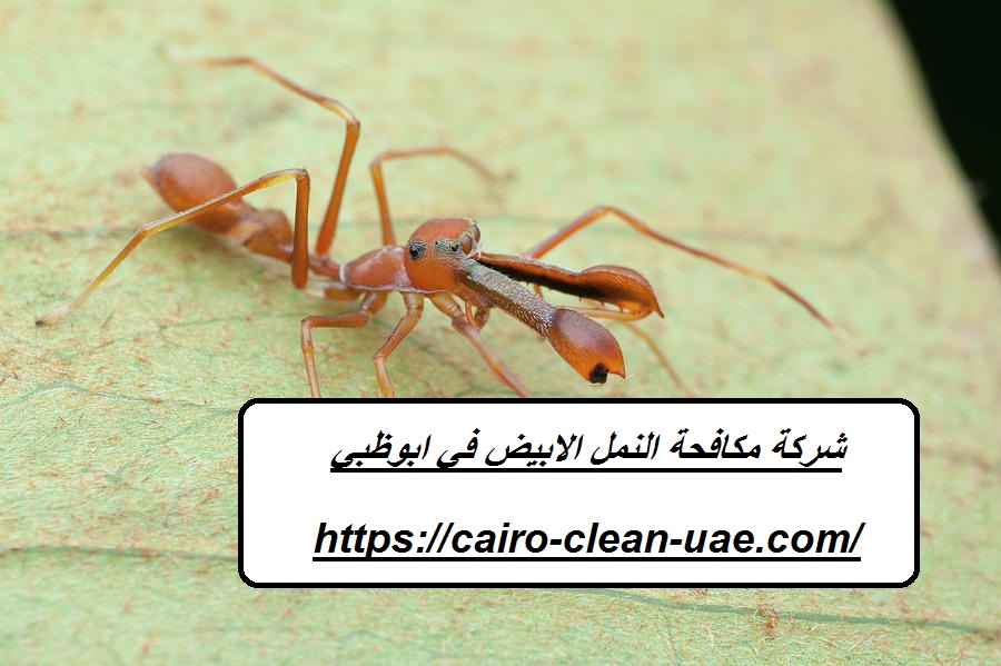 شركة مكافحة النمل الابيض في ابوظبي